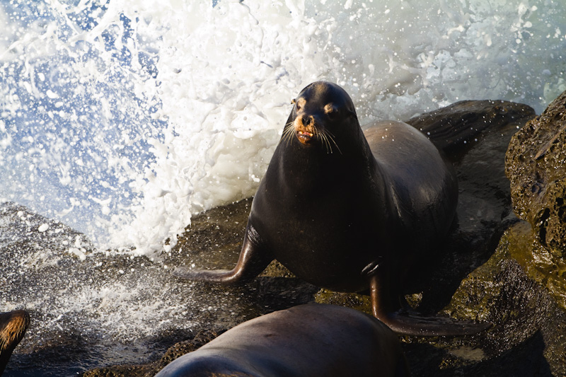 California Sea Lion